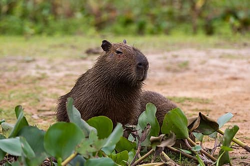 A Capybara resting along the Cuiaba River Mato Grosso Do Sul State-Brazil Art Print by Sergio Pitamitz